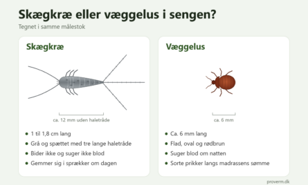 Tegning af sk&aelig;gkr&aelig; og v&aelig;ggelus i samme m&aring;lestok med kendetegn for hver: sk&aelig;gkr&aelig; er gr&aring; med tre lange haletr&aring;de, v&aelig;ggelus er flad, oval og r&oslash;dbrun