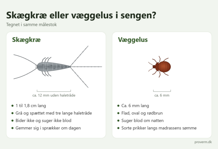 Tegning af skægkræ og væggelus i samme målestok med kendetegn for hver: skægkræ er grå med tre lange haletråde, væggelus er flad, oval og rødbrun