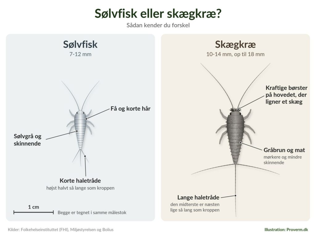 Illustration af sølvfisk og skægkræ i samme målestok: sølvfisk er 7 til 12 mm, sølvgrå og skinnende, skægkræ er 10 til 14 mm, gråbrun og har lange haletråde
